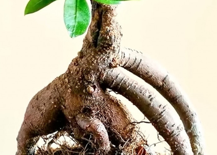 Bingung Mulai Hobi Bonsai? 5 Tanaman Ini Bisa Jadi Pilihan untuk Pemula