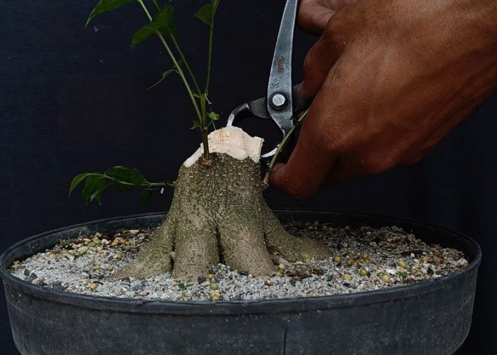Cara Memilih dan Merapikan Anting Putri Batang Putih agar Siap Dibentuk Bonsai