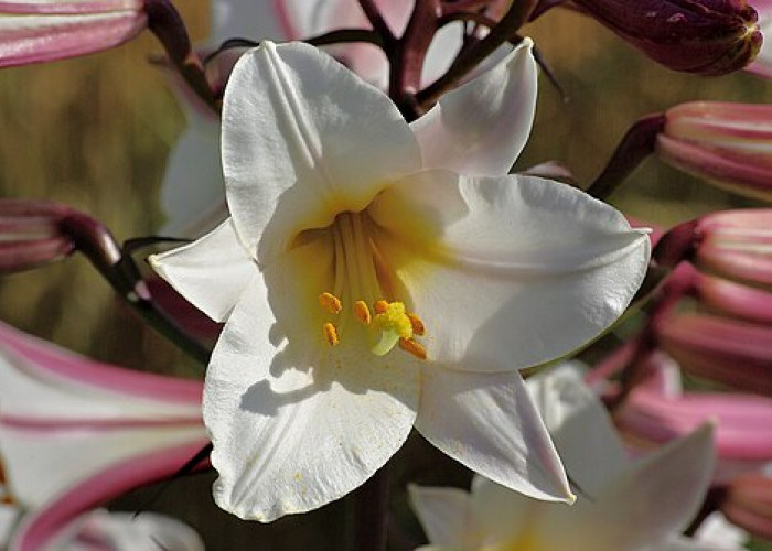 Bukan Sekadar Hiasan: 9 Makna Spiritual dan Manfaat Bunga Lily untuk Kehidupan