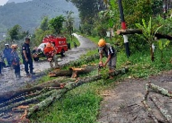 Pohon Tumbang Tutup Akses Jalan di Songgokerto Batu, Petugas Gabungan Sigap Evakuasi