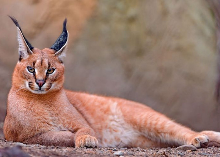 Bukan Kucing Biasa, 9 Fakta Unik Caracal yang Jarang Diketahui