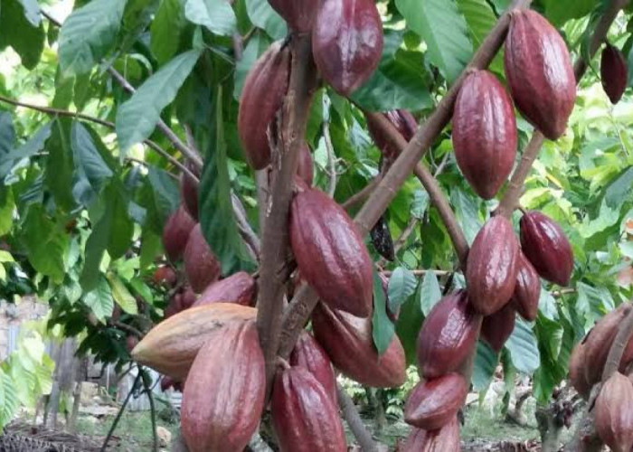 Tak Diekspor Mentah, Kelapa-Kakao-Mente-Lada Bakal Dihilirisasi, Bisa Serap 1,6 Juta Naker dalam 2 Tahun