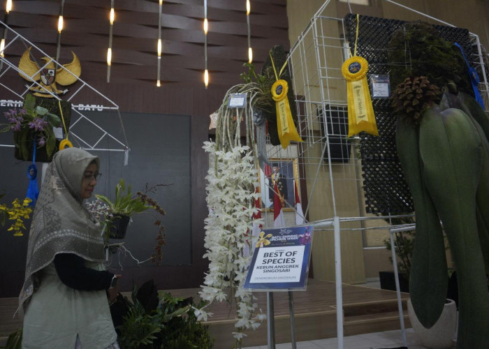 Anggrek Rp100 Juta Mejeng di Batu Shining Orchids Week 2026, Ini Rahasia Harganya