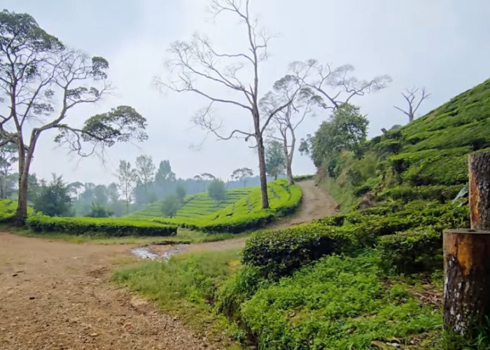 Upas Hill via TRK 11 Sukawana Jadi Favorit Pendaki, Cuma 4 Jam Sudah Sampai Kawah Upas