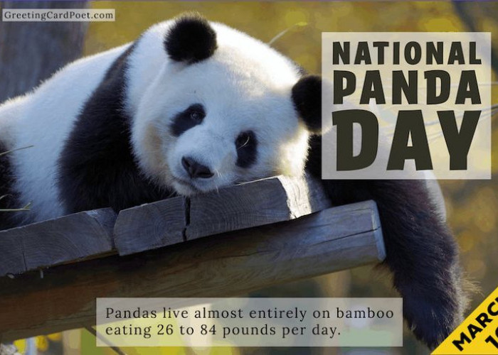 Happy Panda Day! Panda, Si Imut yang Menjadi Ikon Global dan Alat Diplomatik