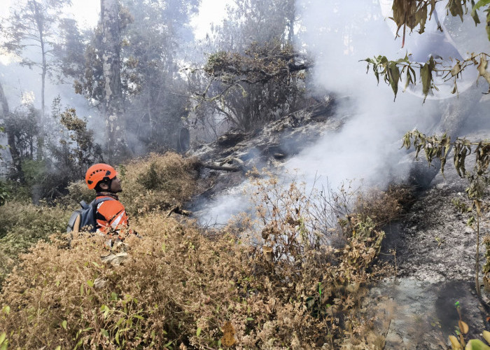 Kebakaran Gunung Butak Padam, 271 Pendaki Selamat, Luas Hutan Terbakar Capai 20 Hektare