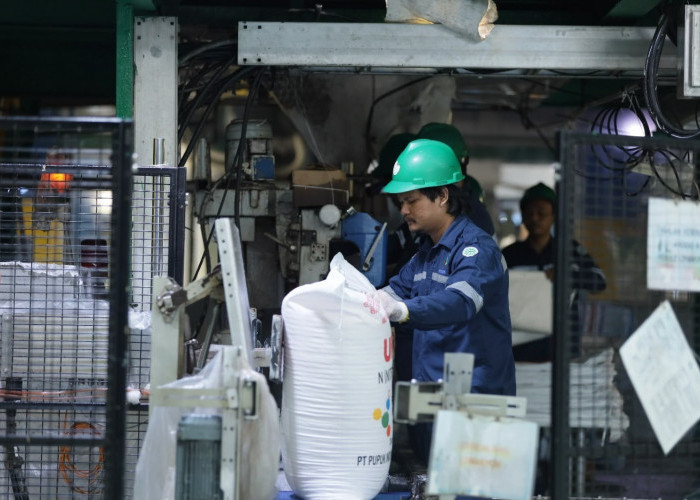 Pupuk Indonesia Tingkatkan Produktivitas Padi Dairi Jadi 12,3 Ton per Hektare, Naik 2 Kali Lipat