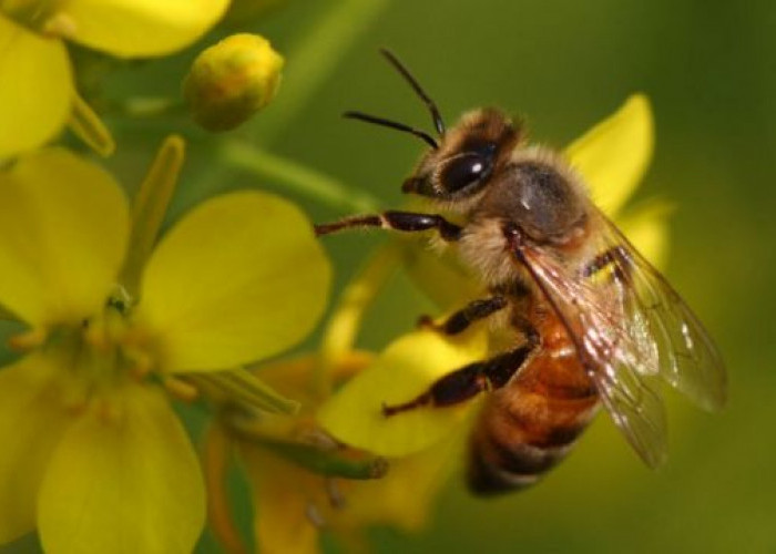 Racun Lebah Madu Diyakini Efektif untuk Melawan Sel Kanker Payudara