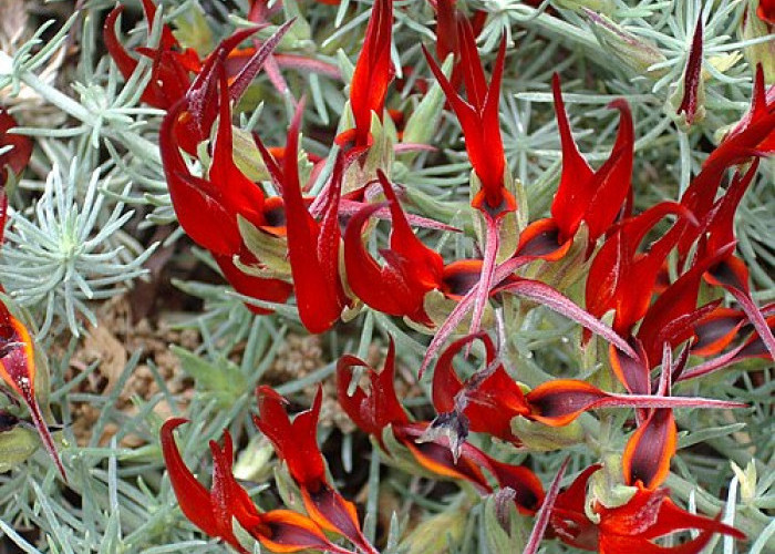 Ketika Keindahan Bertemu Konservasi: Pesona dan Kisah Kelangkaan Bunga Parrot’s Beak