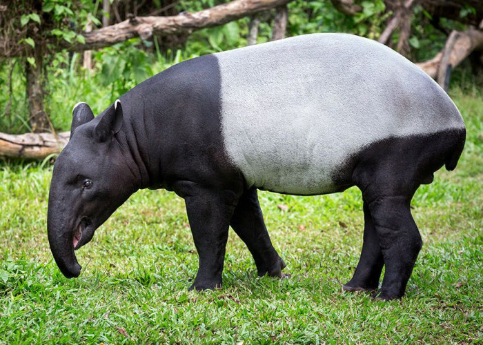 27 April Hari Tapir Sedunia, Ini 9 Fakta Hewan yang Juga Disebut Badak Babi 