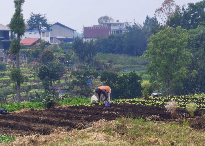 Heli Suyanto Ungkap Inovasi Petani Milenial Kota Batu, dari Pestisida Hayati hingga Mi Wortel