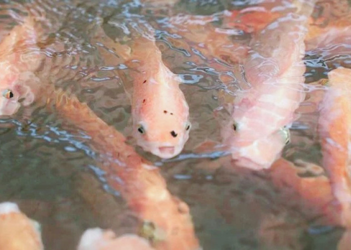 Sinergi Dua Program Strategis: MBG dan Revitaliasi Tambak Terlantar Komoditas Ikan Nila Salin 