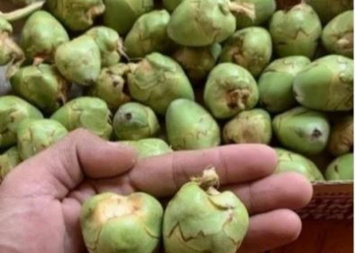 Jangan Dibuang, Bluluk Pentil Kelapa Punya Potensi Herbal, Ini Fakta Ilmiahnya