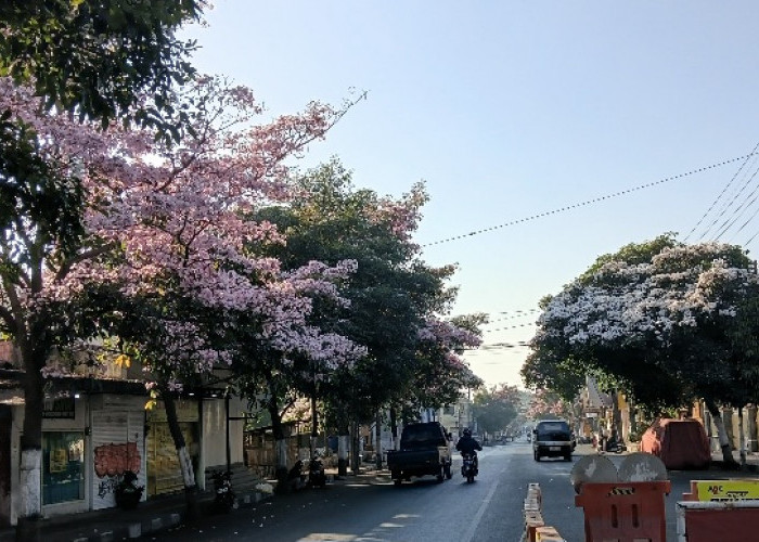 Pohon Tabebuya, Lebih dari Sekadar 