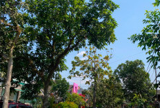 Lomba Kampung Mbois 2026, Pemkot Malang Dorong RW Kelola Sampah dan Lingkungan