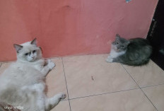 Jangan Salah Paham! Ini Arti Gerakan Ekor Kucing, Bisa Jadi Tanda Senang hingga Stres