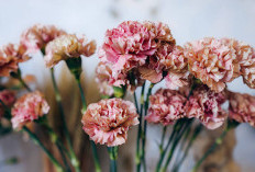 29 Januari Diperingati sebagai Hari Bunga Anyelir, Simak Sejarah, Makna, dan 9 Faktanya!