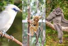 3 Maret Hari Satwa Liar Sedunia, Ini Daftar Hewan yang Terancam Punah di Indonesia