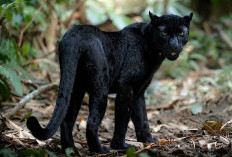 Macan Kumbang Jawa Masih Mengintai di Hutan Jawa, Ini Wilayah yang Jadi Habitatnya