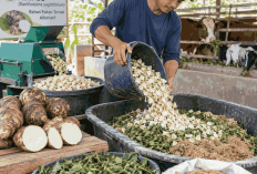 Kimpul Tak Hanya Pengganti Nasi, Umbi Lokal Ini Juga Bisa Jadi Pakan Ternak