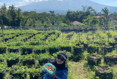 Desa Wisata Pandanrejo Kota Batu, One Stop Holiday dari Petik Stroberi hingga Glamping