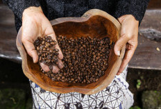 Kopi Kintamani: Cita Rasa Bali yang Lahir dari Tanah Vulkanik dan Tradisi Subak