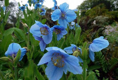 Keajaiban Bunga Himalayan Blue Poppy: Keindahan Biru nan Langka dari Puncak Dunia