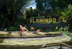 Greater Flamingo Jadi Primadona Eco Active Park, Wisata Edukasi Sekaligus Spot Foto Favorit di Kota Batu