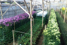 Ancaman Angin Kencang El Nino, Petani Bunga Bumiaji Bagikan Tips Rawat Greenhouse