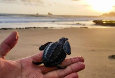 Menjaga Ekosistem Pesisir melalui Konservasi Lingkungan Terpadu di Pantai Bajul Mati, Malang