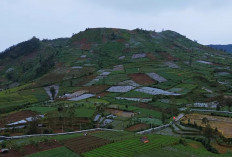 Dieng Berkabut dan Diguyur Hujan, Perjalanan Temanggung-Dieng Justru Sajikan Panorama Memukau