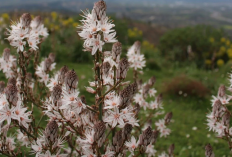 Asphodelus, Bunga Kuno yang Menyimpan Kisah Kehidupan, Kematian, dan Keabadian