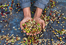 9 Fakta Unik Kopi Wamena: Ditanam di Ketinggian Ektrem secara Organik Tanpa Pestisida