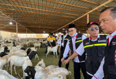 Muhammadiyah Keluarkan Fatwa Bolehkan Penyembelihan Hewan Dam Jemaah Haji di Indonesia