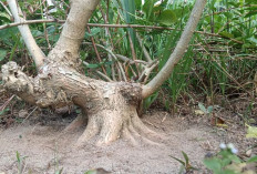 Hampir 3 Tahun Dirawat, Bonsai Sancang Ini Mulai Masuk Tahap Pembentukan