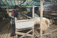 Jelang Idul Adha, Penjualan Kambing Kurban di Kota Batu Masih Lesu