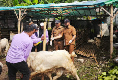 ‎Jelang Idul Adha, Pemkot Batu Periksa Kesehatan Hewan Kurban   ‎