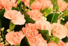 Carnation, Bunga Penuh Kasih yang Menjadi Simbol Cinta Ibu Sepanjang Masa