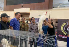 400 Pendaftar Kontes Merpati Hias Ramaikan Piala Rektor Satwa Brawijaya 2026