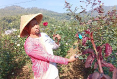 Menelisik Jejak Sejarah dan Mekarnya Industri Mawar di Desa Gunungsari