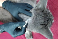 Cat Lovers Wajib Tahu! Ini Trik Rahasia Bersihkan Kutu Kucing Sampai ke Telurnya