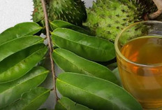Jangan Asal Minum Rebusan Daun Sirsak, Ini Manfaat untuk Kolesterol dan Asam Urat serta Efek Sampingnya