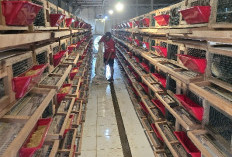 Amankan Aset Riset, FAST UB Kantongi Sertifikat Merek Resmi 'UBfeed' untuk Proteksi Pasar