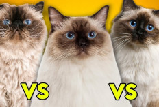 Serupa tapi Tak Sama, Para Pecinta Kucing Wajib Tahu Perbedaan Ras Ragdoll, Siamese, dan Himalaya