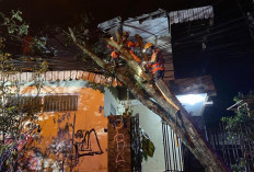 Pohon Sono Kembang Tumbang Timpa Atap Rumah Warga