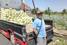 Harga Sayuran di Karangploso Tipis, Petani Hanya Raup Sekitar Rp300 per Kilogram