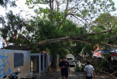 Pohon Tumbang di TMP Suropati Rusak Warung, Warga Desak Pemkot Batu Audit Pohon Tua