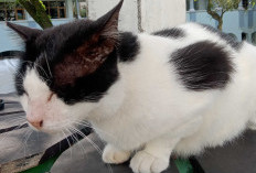 Kenapa Kucing Suka Makan Rumput? Ini Alasan Ilmiah di Balik Perilaku Uniknya
