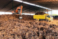 Biomassa dan Masa Depan Kemandirian Energi Indonesia