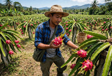 13 Manfaat Buah Naga untuk Kesehatan, dari Pencernaan hingga Kulit